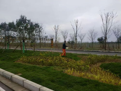 兴平首条海绵城市设施道路通过验收